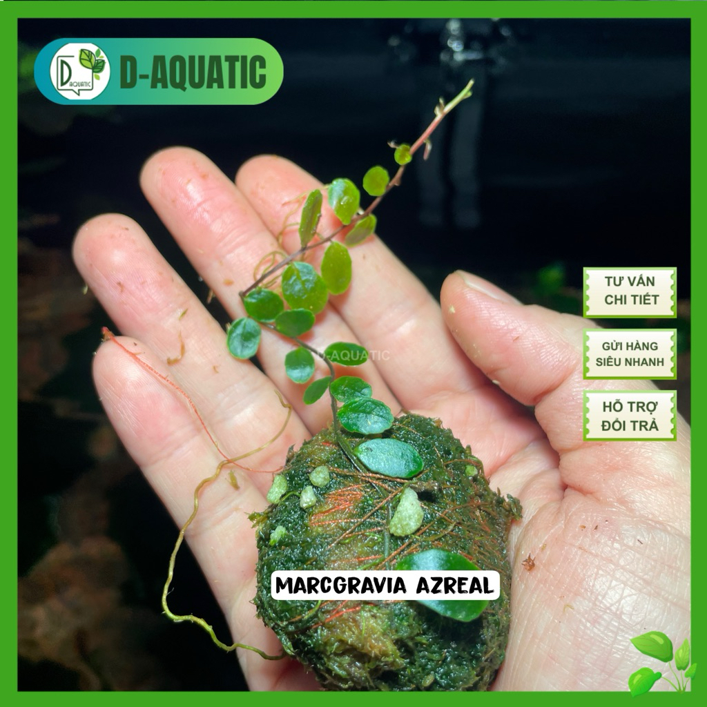 Marcgravia Azreal - trang trí bể terrarium bán cạn siêu đẹp