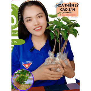 2 BẦU CÂY THIÊN LÝ CAO SẢN SIÊU HOA - BÔNG TO NHƯ BÀN TAY"