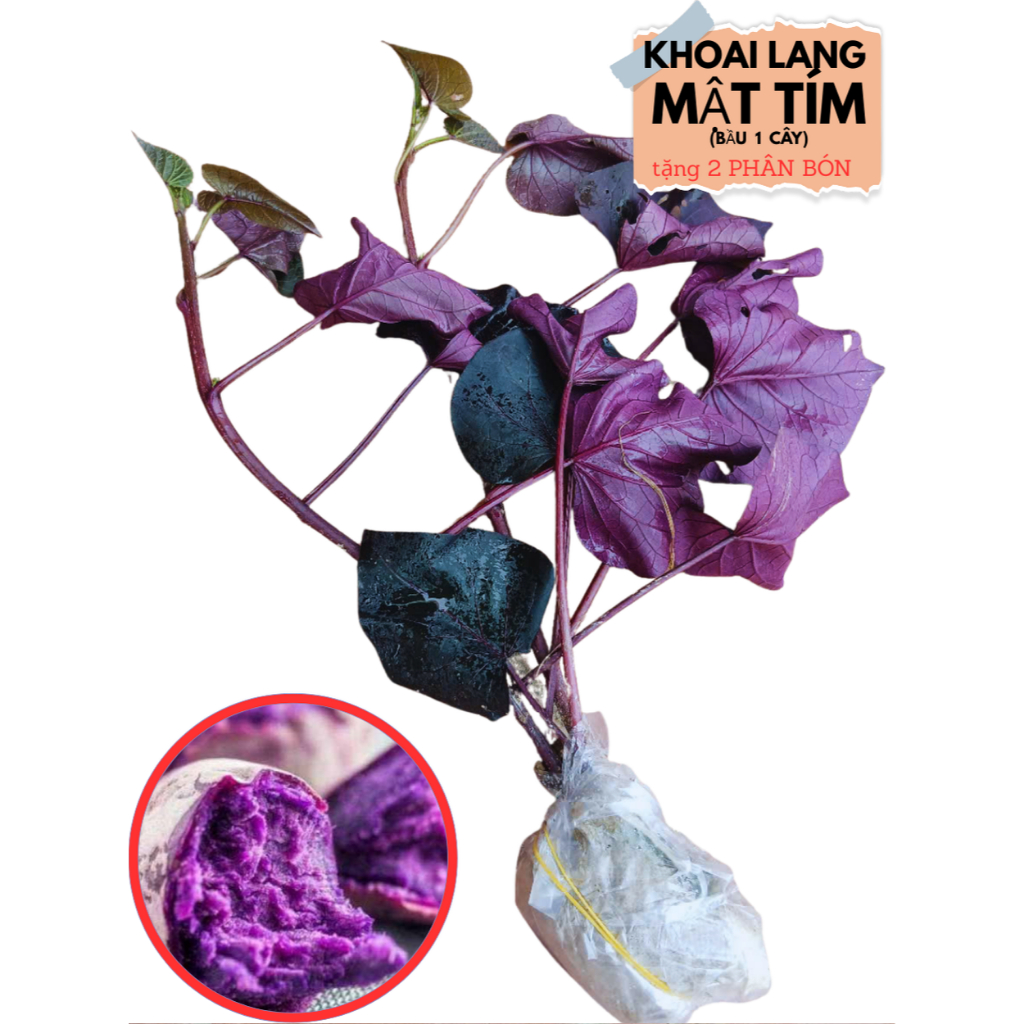2 BẦU CÂY KHOAI LANG MẬT TÍM  giống – 1 NĂM TUỔI- HTX bảo tồn cây Dược Liệu Quý – rễ khoẻ – Cao 25- 30cm – Trồng vào đất