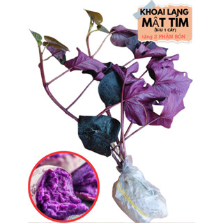 2 BẦU CÂY KHOAI LANG MẬT TÍM  giống – 1 NĂM TUỔI- HTX bảo tồn cây Dược Liệu Quý – rễ khoẻ – Cao 25- 30cm – Trồng vào đất