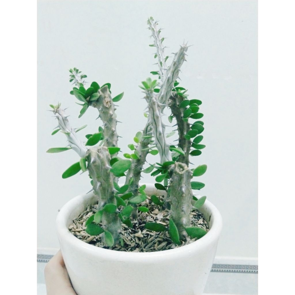 xương rồng euphoria