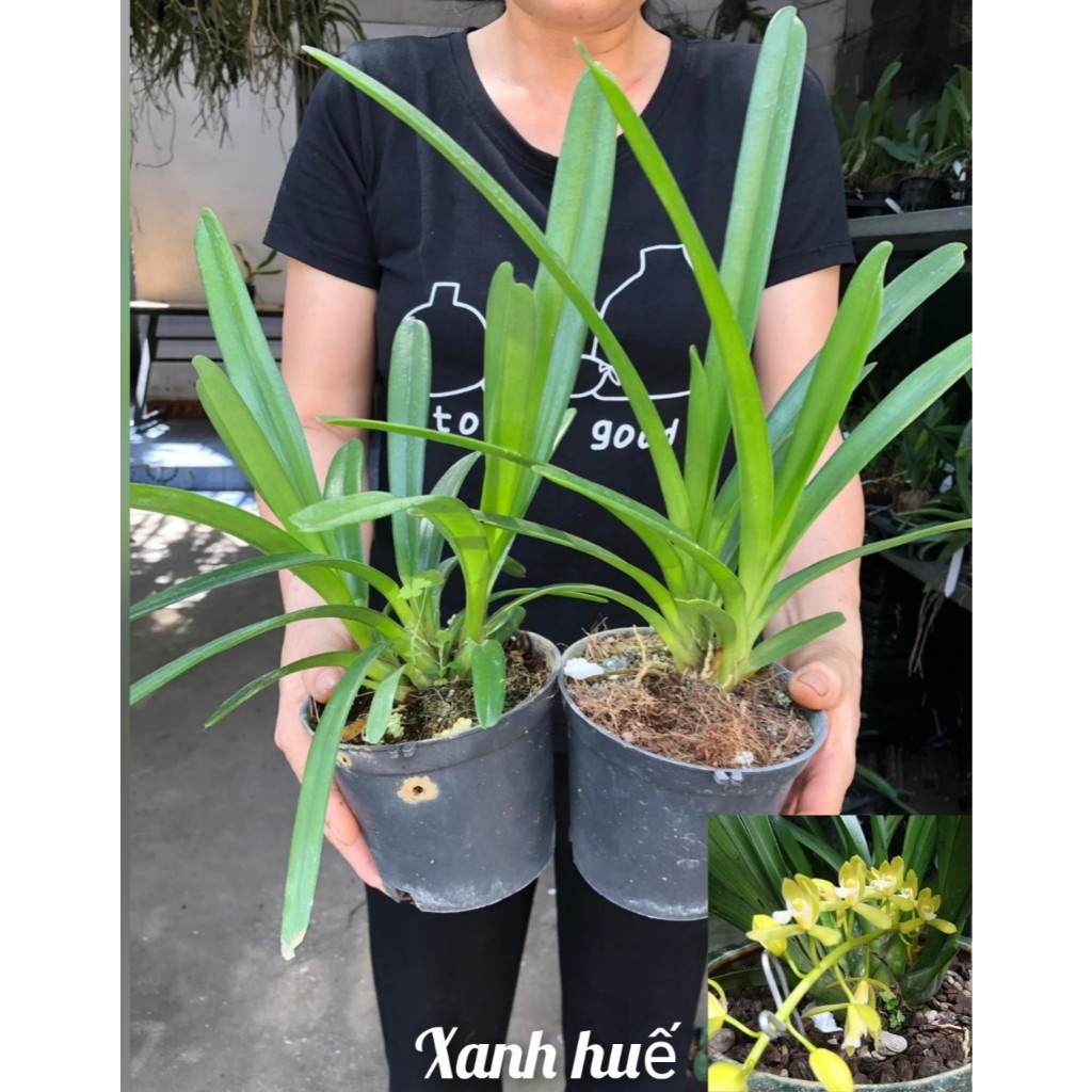 HOA LAN KIẾM XANH HUẾ