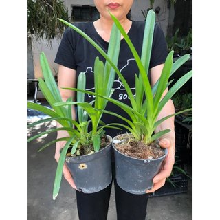 HOA LAN KIẾM XANH HUẾ