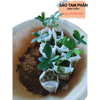1 bầu cây sáo tam phân giống - HTX bảo tồn cây Dược Liệu Quý – rễ khoẻ