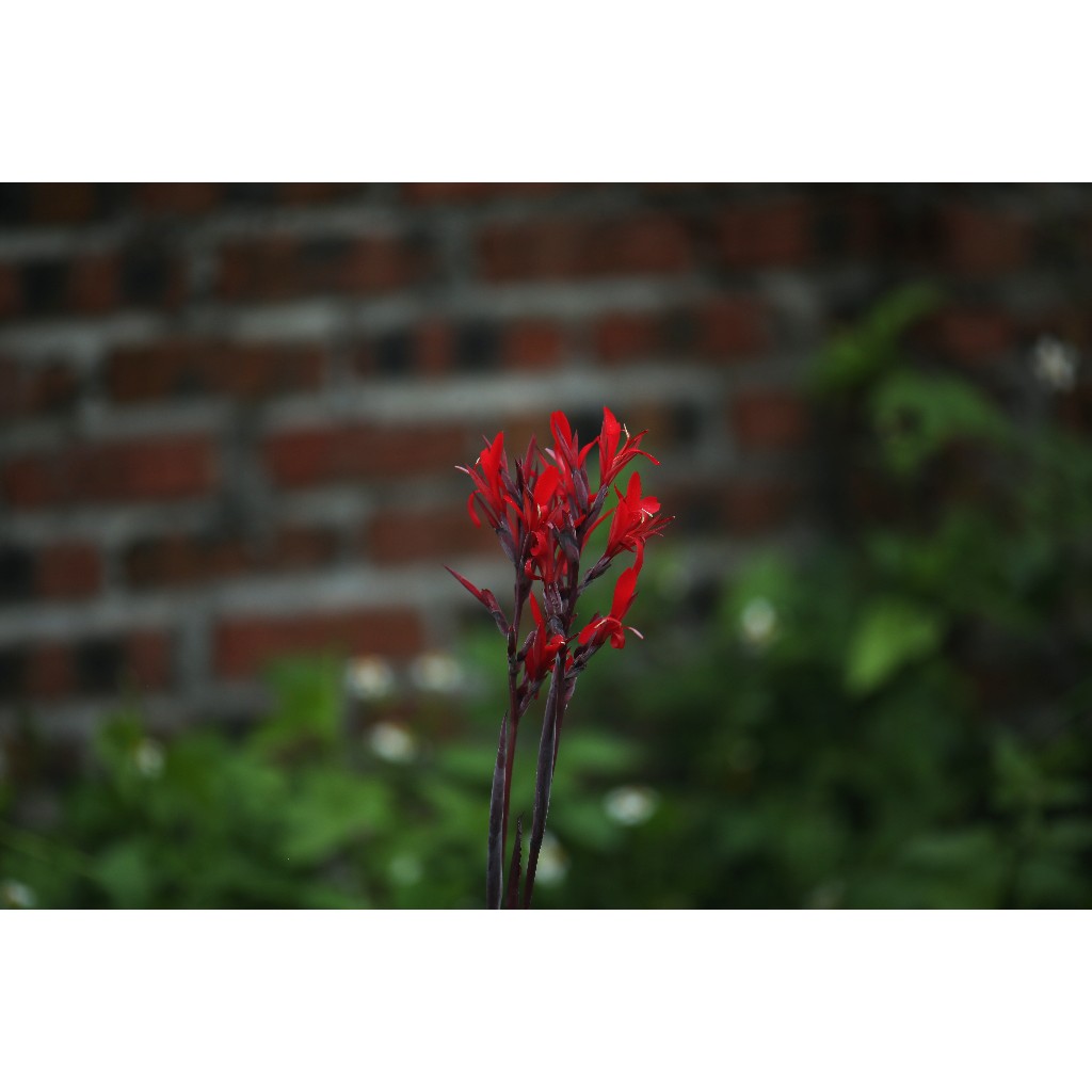 Lens Canon Sigma 180mm F2.8 AF APO MACRO ZEN Coated ngàm EF (full frame  - mặc định f2.8) Chỉnh khẩu bằng tay - Lens máy ảnh