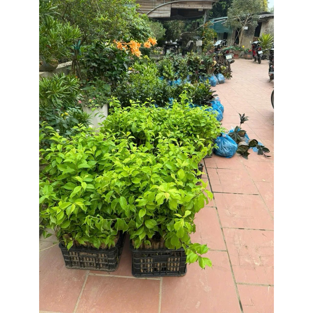 combo 2 cây mơ rừng cành chiết