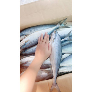 1kg Khô cá bè bè (họ cá thu)