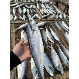 1kg Khô cá bè bè (họ cá thu)