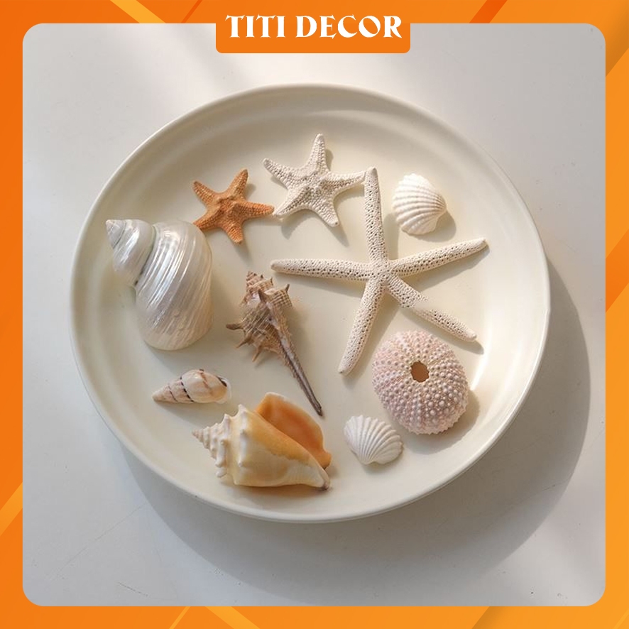 Các Loại Ốc, Sò TiTi Decor ,Ốc Xà cừ, Sò Điệp, Ốc Chụp Ảnh Trang Sức, Decor Chụp Ảnh Thời Trang