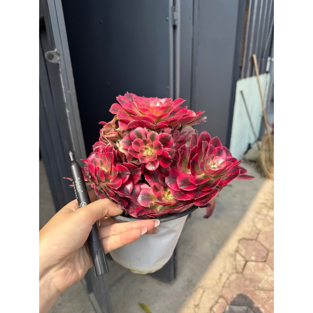 Sen Đá Aeo Nữ Hoàng Giống Mới Siêu Đẹp Chuẩn Y Hình Sen Đá Đà Lạt Đã Thuần Khí Hậu