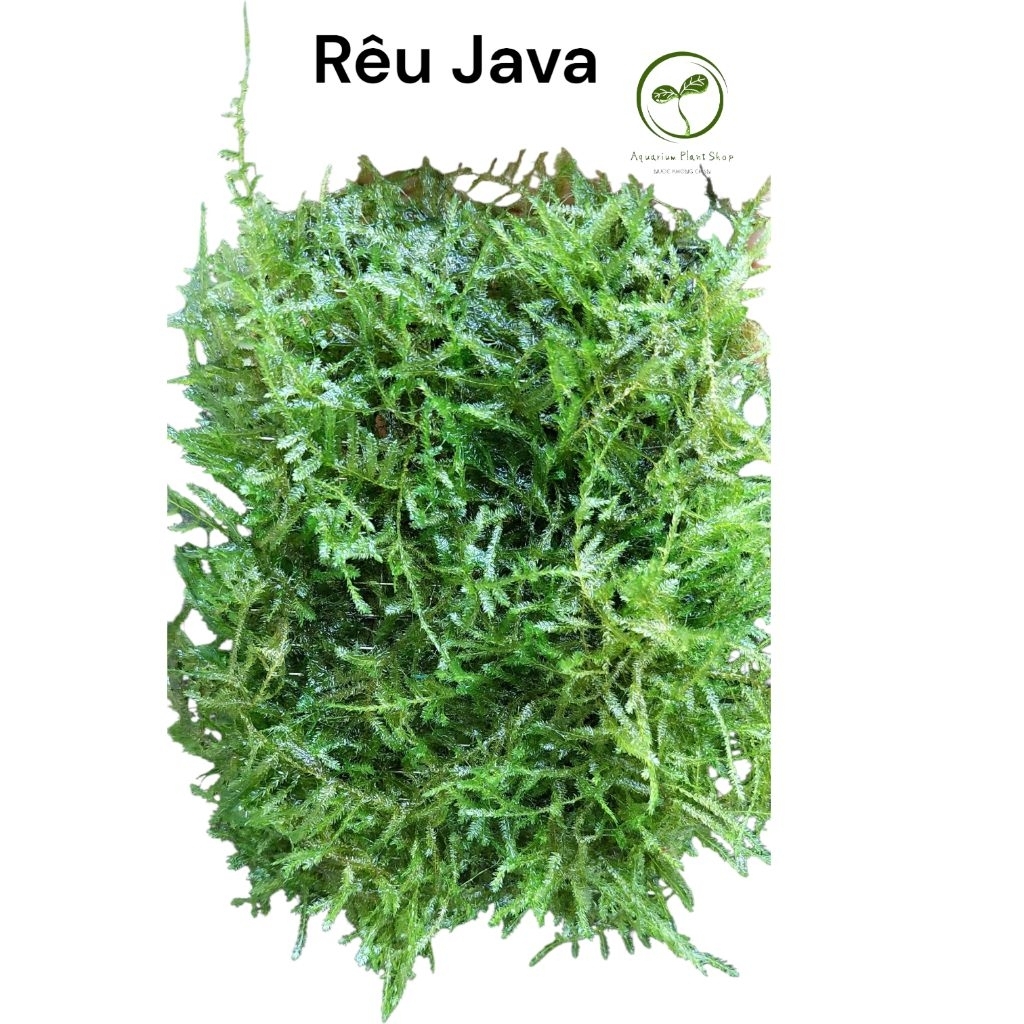 Rêu vỉ JAVA Moss thủy sinh không cần co2, dán lũa tạo dáng nhiều layout