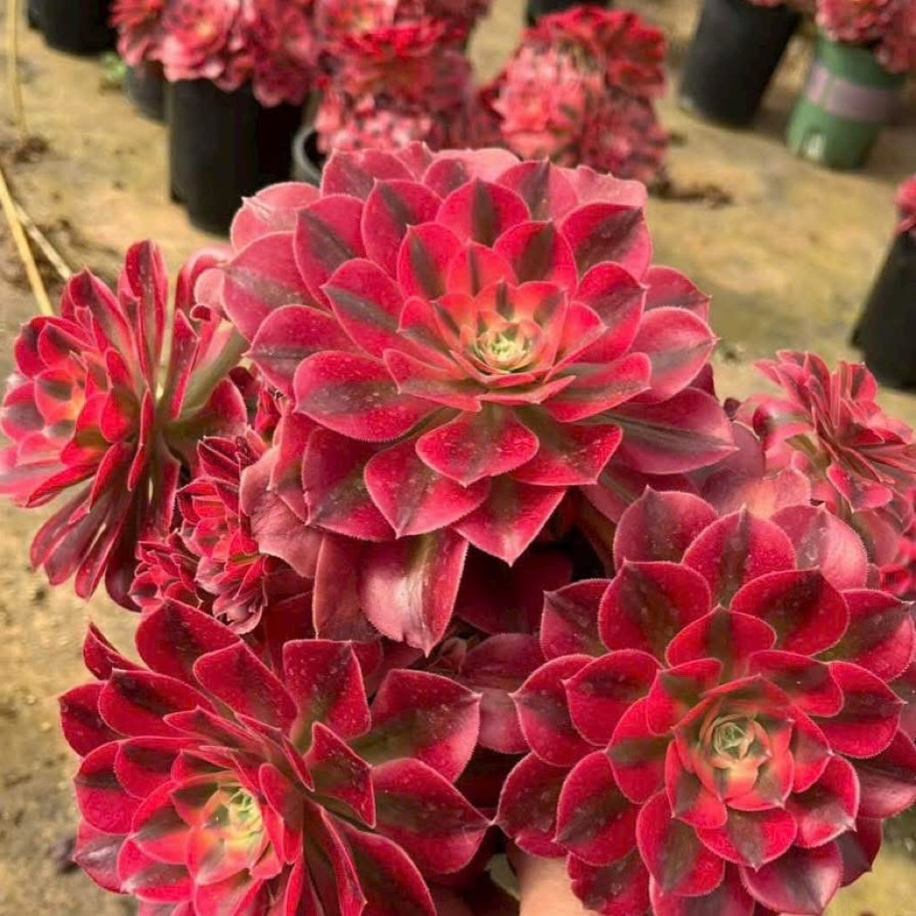 Sen Đá Aeo Nữ Hoàng đỏ tím Mẫu Mới Siêu Đẹp