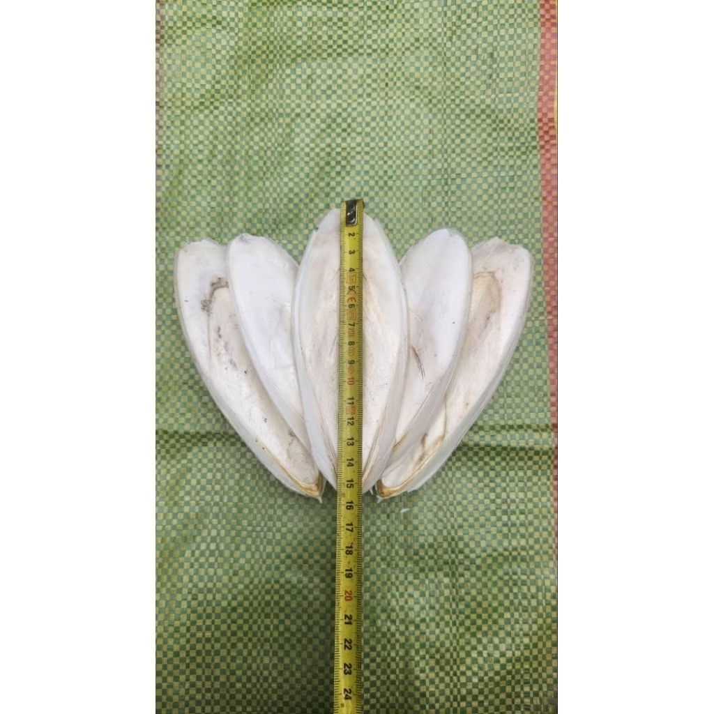 5 Miếng nang mực ( mai mực ) cho chim cảnh  - Kèm thuốc sổ giun