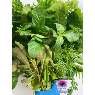 1 bó Rau Rừng Thập Cẩm. Khoảng 500gr [Giao HCM]