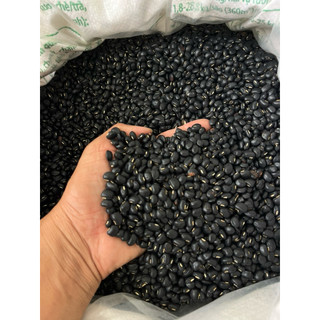 Đậu Đen Xanh Lòng Hạt Lớn – Hạt Đều Đẹp, Giá Sỉ 1kg