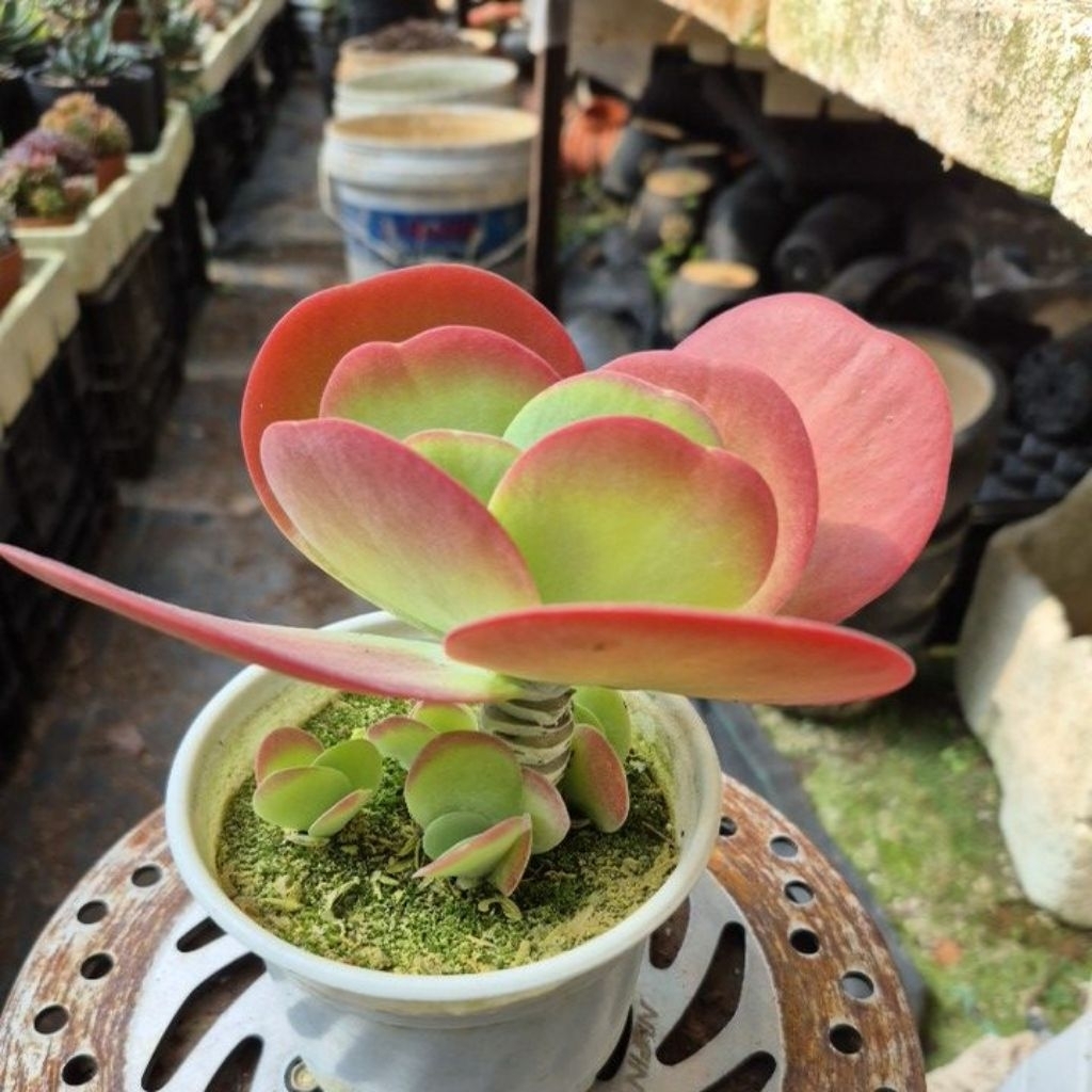 sen đá cổ thụ 🦋 đỏ Đà Lạt