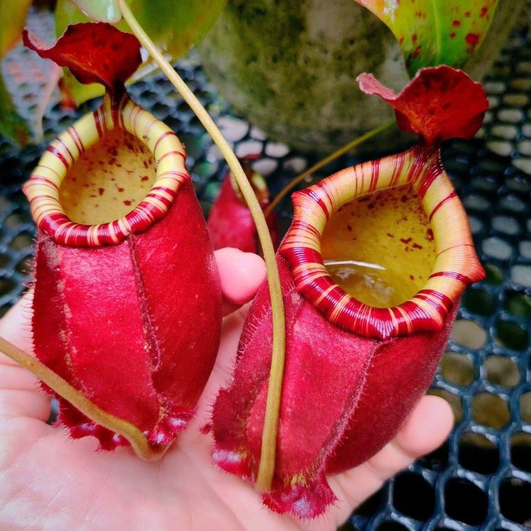 Cây nắp ấm N. (Viking x Ampullaria red) x Northiana