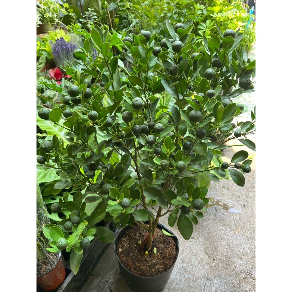 Cây Tắc (cây quất) Size 3-4 sẵn hoa trái (cao 70cm-1M)