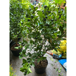 Cây Tắc (cây quất) Size 3-4 sẵn hoa trái (cao 70cm-1M)