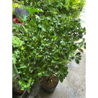 Cây Tắc (cây quất) Size 3-4 sẵn hoa trái (cao 70cm-1M)
