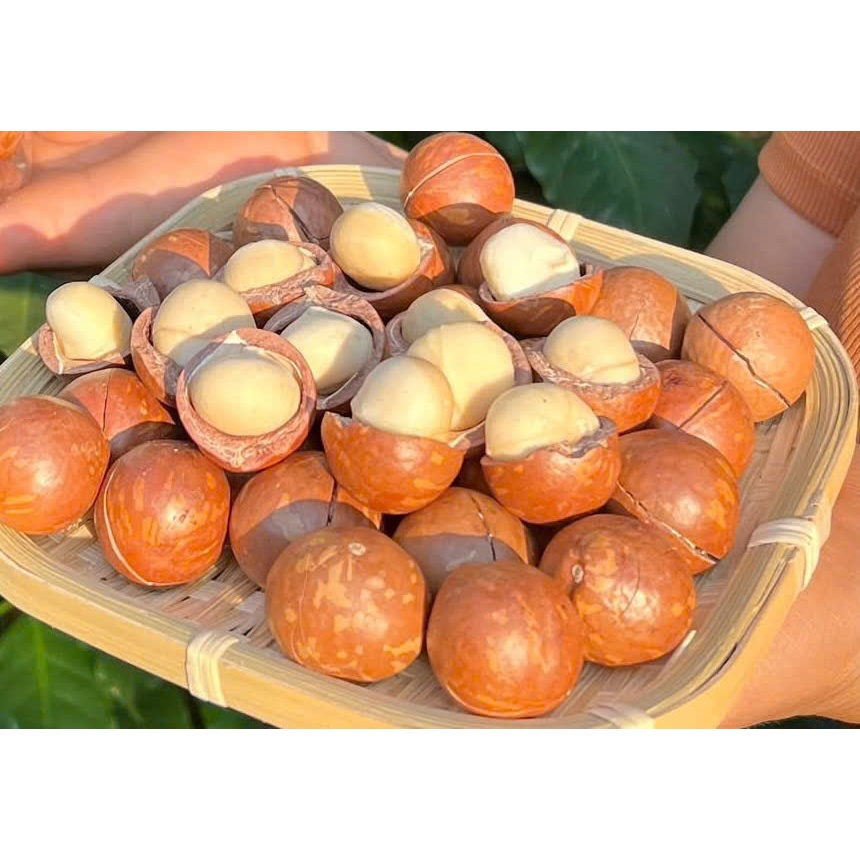 Hạt macca daklak sấy chín daklak (còn vỏ) Ngọc Phương