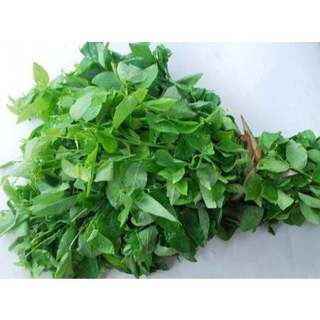 cây bồ ngót phơi khô 1 ký