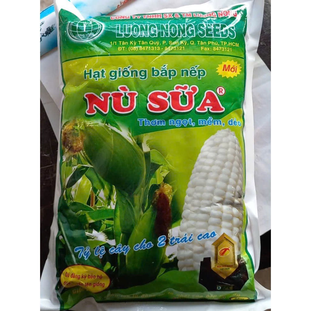 Hạt giống Bắp Nếp Nù- Ngô nếp