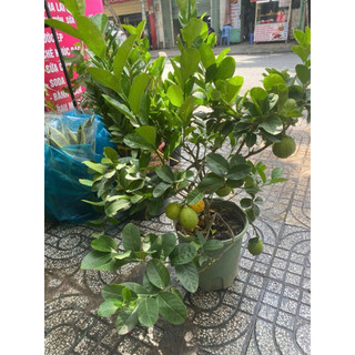 Cây Chanh Vàng ( Chanh Mỹ) cao tầm 60cm, sẵn có trái