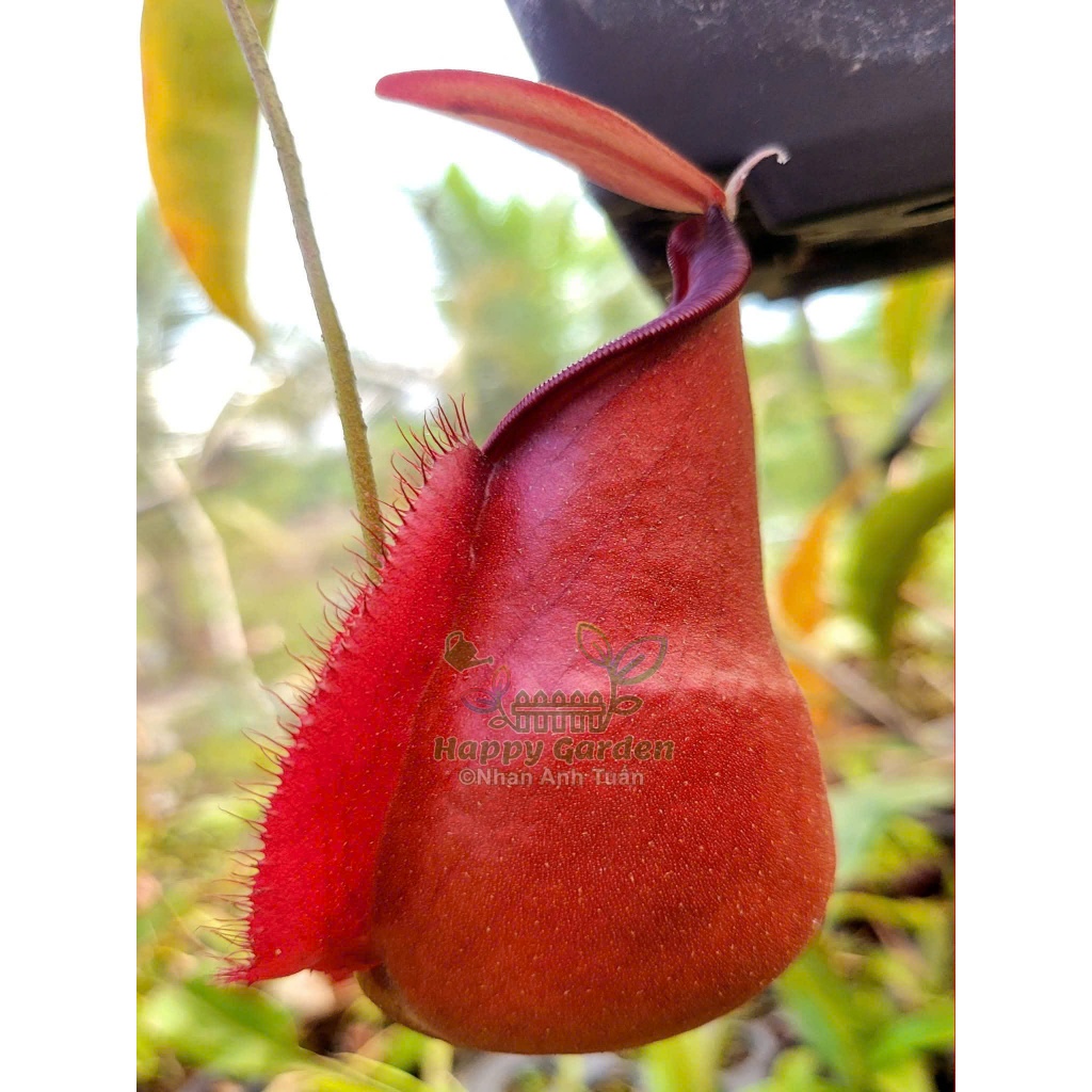 Cây nắp ấm Kuching Red NAT