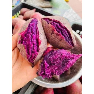 Khoai lang sữa Thái từ vườn Dran