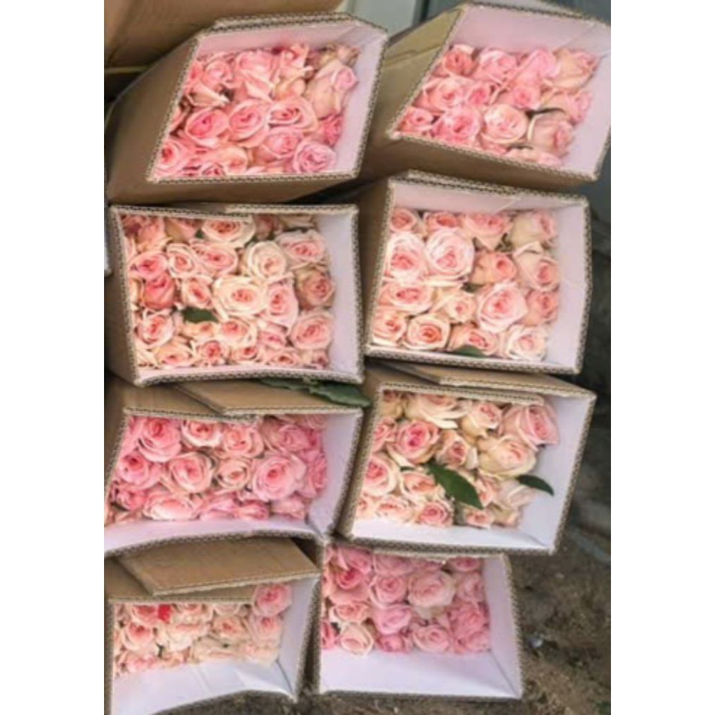 30 bông hồng Ohara hồng dùng trong cắm hoa tươi