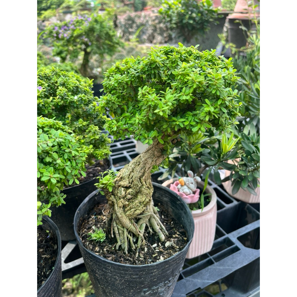 Linh Sam Mini Bonsai – Cây Linh Sam Bonsai Nhỏ, Thân Già Rễ Nổi, Dáng Đẹp, Cây Phong Thuỷ Cao Cấp