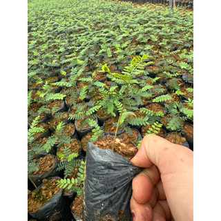 Combo 5 cayy giống bồ kết  ươm hạt cao  10cm bầu rễ ổn định phù hợp khí hậu mọi miền