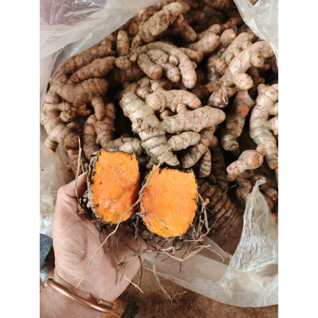 1 kg Củ nghệ tươi, nghệ nếp, nghệ đỏ già, trồng trên đất đỏ bazan