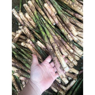 2kg Măng Vầu Ngọt,Măng Sặt Tây Bắc kèm chẳm chéo