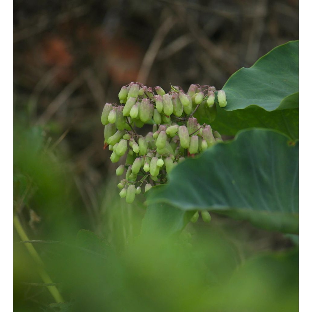 Lens Canon Sigma 180mm F2.8 AF APO MACRO ZEN Coated ngàm EF (full frame  - mặc định f2.8) Chỉnh khẩu bằng tay - Lens máy ảnh