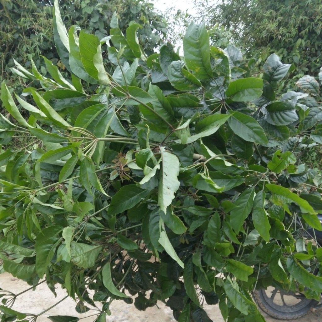 lá lằng lá đắng