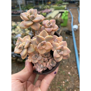 cây sen đá đá var , Có sẵn] 🌵 [Chính hãng]⚡ [Ảnh thật] [FreeShip]