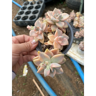 cây sen đá đá var , Có sẵn] 🌵 [Chính hãng]⚡ [Ảnh thật] [FreeShip]