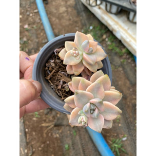 cây sen đá đá var , Có sẵn] 🌵 [Chính hãng]⚡ [Ảnh thật] [FreeShip]