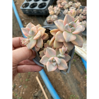 cây sen đá đá var , Có sẵn] 🌵 [Chính hãng]⚡ [Ảnh thật] [FreeShip]
