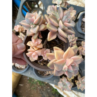 cây sen đá đá var , Có sẵn] 🌵 [Chính hãng]⚡ [Ảnh thật] [FreeShip]