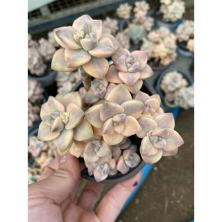 cây sen đá đá var , Có sẵn] 🌵 [Chính hãng]⚡ [Ảnh thật] [FreeShip]