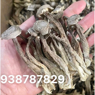 Nấm Lộc Nhung Khô Nguyên Cây (MỚI- ĐẸP) Bán Chạy Nhất- Ko Vụn- 100g/200g/500g Có Tem Nhãn, Hút Chân Ko