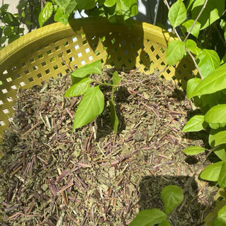 Cây bạc hà khô 500g (bạc hà gội đầu, hàng mới, khô, thơm)