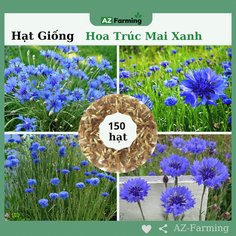 Hạt Giống Hoa Trúc Mai Xanh - Gói 150 Hạt - AZ Farming