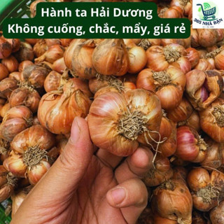 Hành ta khô, to đẹp mẩy đã cắt cuống , hành Kinh Môn Hải Dương