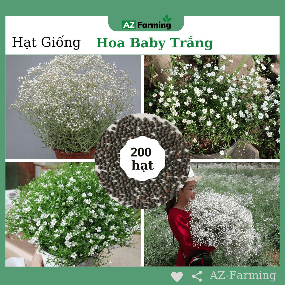 Hạt Giống Hoa Baby Trắng - Gói 200 Hạt - AZ Farming