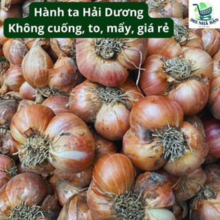 Hành ta Hải Dương khô không cuống, hành loại 1 vụ mới