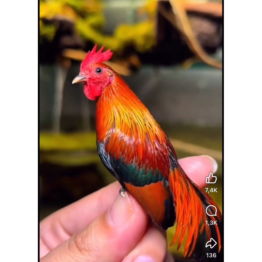 trứng Gà ta siêu đẹp tỉ lệ ấp nở cao